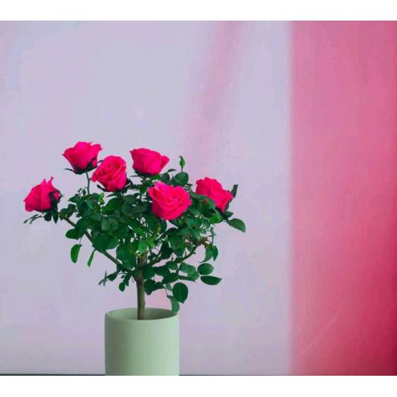Preserved Rose Potted Plant